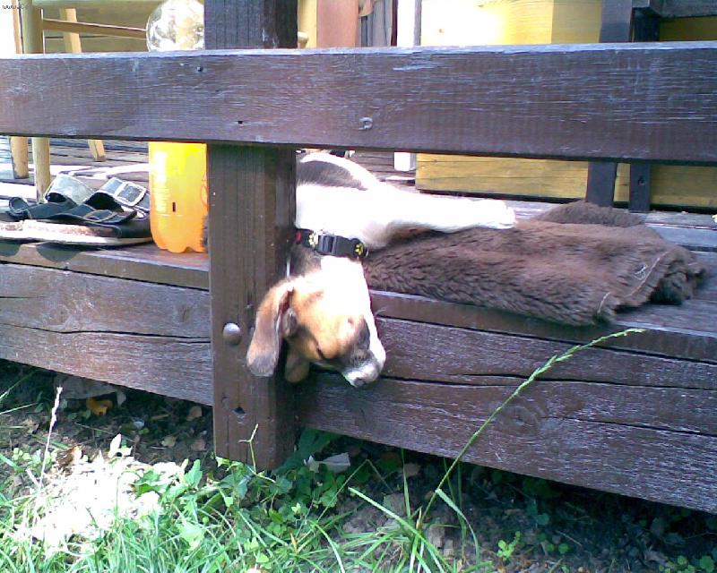 Foto: mrtvolka